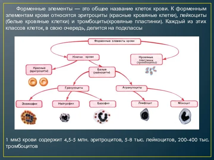 Форменные элементы — это общее название клеток крови. К форменным