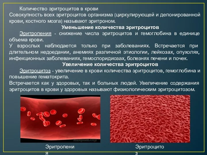 Количество эритроцитов в крови Совокупность всех эритроцитов организма (циркулирующей и