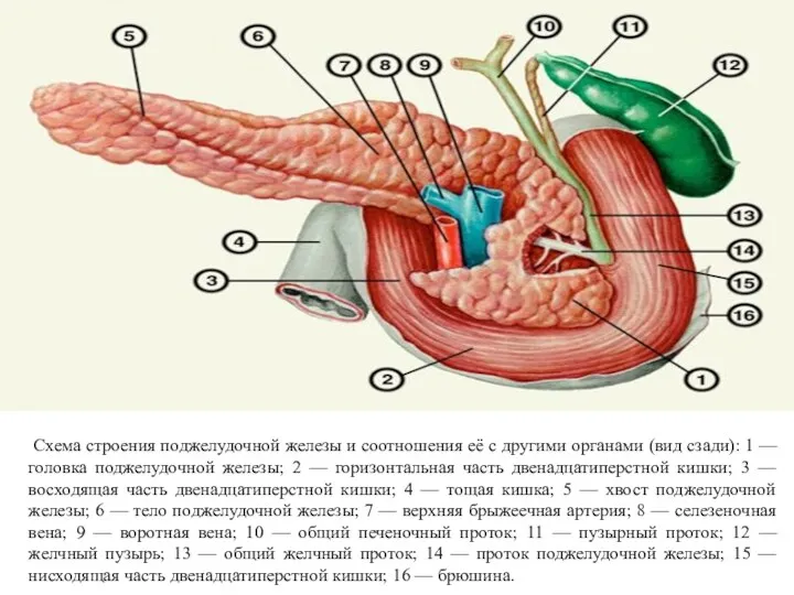 Схема строения поджелудочной железы и соотношения её с другими органами (вид сзади): 1
