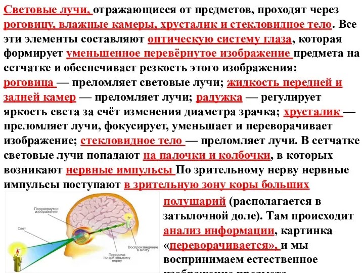 Световые лучи, отражающиеся от предметов, проходят через роговицу, влажные камеры,