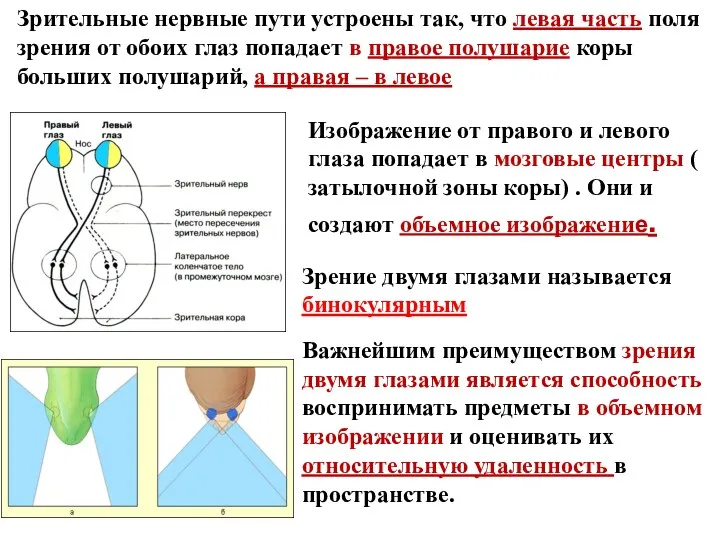 Зрительные нервные пути устроены так, что левая часть поля зрения