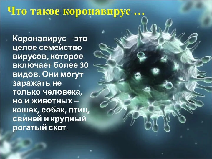 Что такое коронавирус … Коронавирус – это целое семейство вирусов,