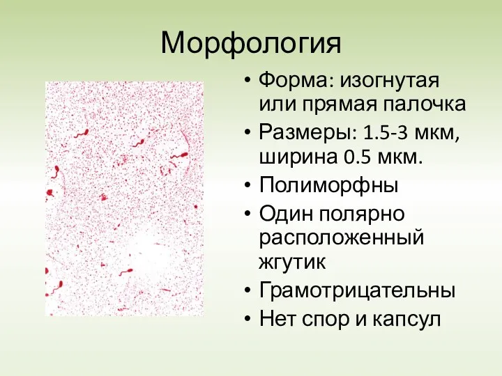 Морфология Форма: изогнутая или прямая палочка Размеры: 1.5-3 мкм, ширина