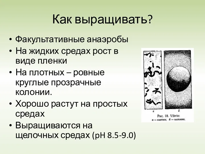 Как выращивать? Факультативные анаэробы На жидких средах рост в виде