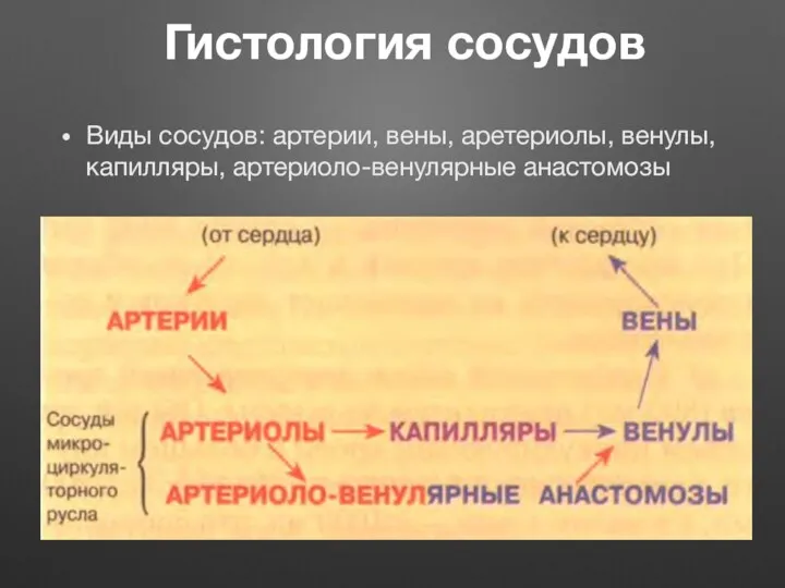 Гистология сосудов Виды сосудов: артерии, вены, аретериолы, венулы, капилляры, артериоло-венулярные анастомозы