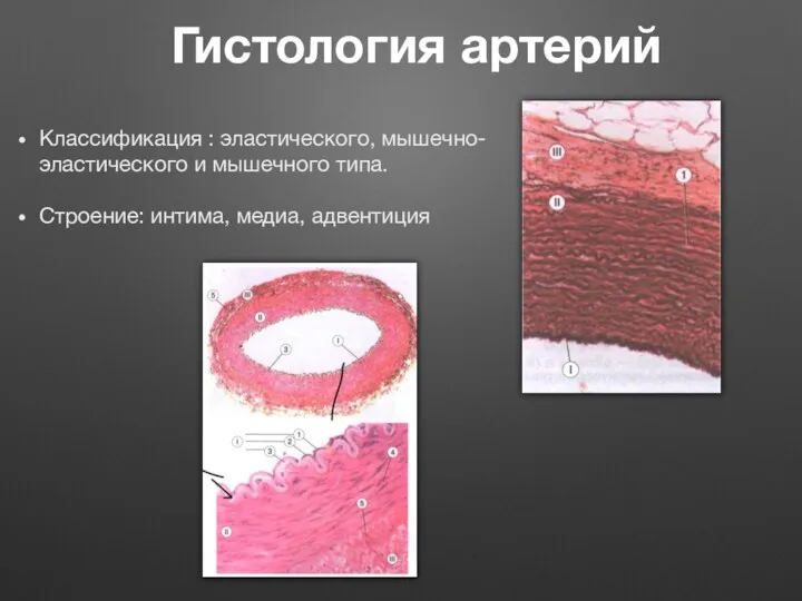 Гистология артерий Классификация : эластического, мышечно-эластического и мышечного типа. Строение: интима, медиа, адвентиция