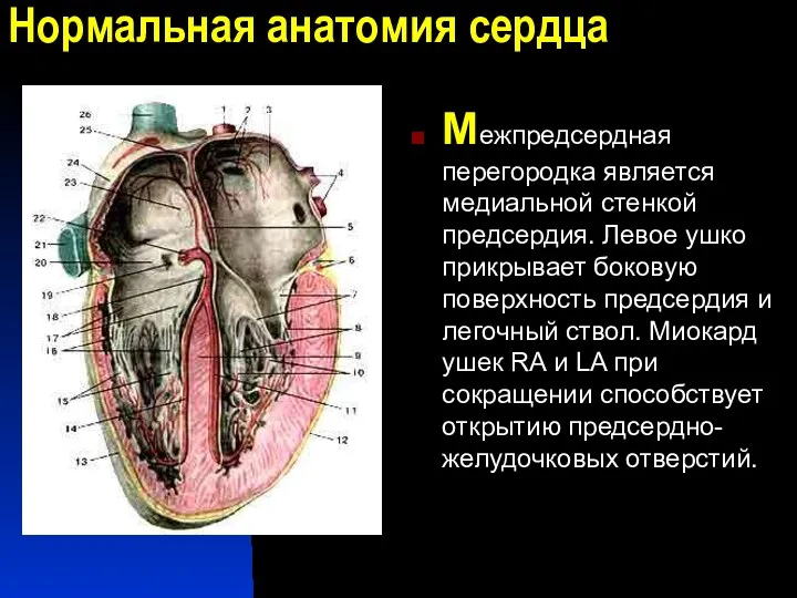 Нормальная анатомия сердца Межпредсердная перегородка является медиальной стенкой предсердия. Левое