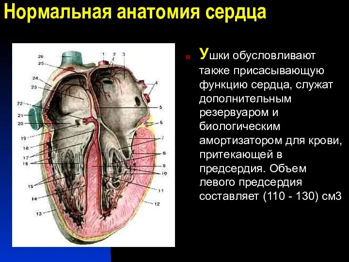 Нормальная анатомия сердца Ушки обусловливают также присасывающую функцию сердца, служат