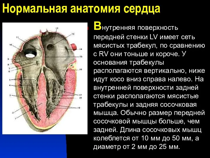 Нормальная анатомия сердца Внутренняя поверхность передней стенки LV имеет сеть