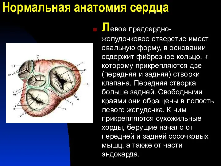 Нормальная анатомия сердца Левое предсердно-желудочковое отверстие имеет овальную форму, в