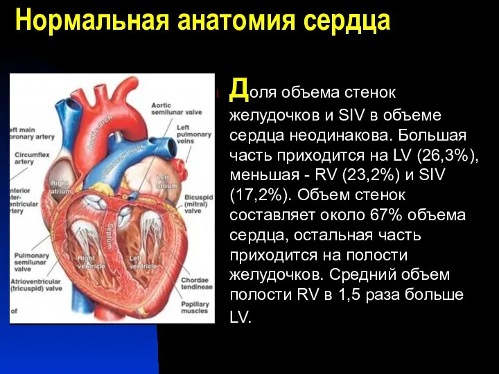 Нормальная анатомия сердца Доля объема стенок желудочков и SIV в