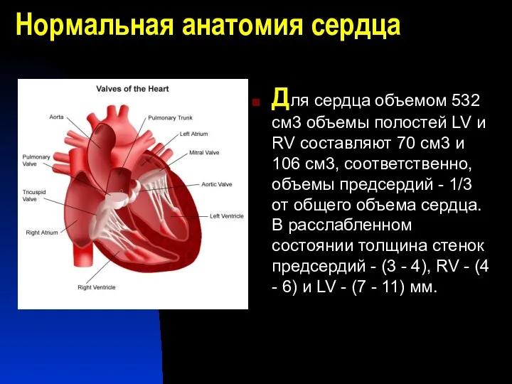 Нормальная анатомия сердца Для сердца объемом 532 см3 объемы полостей