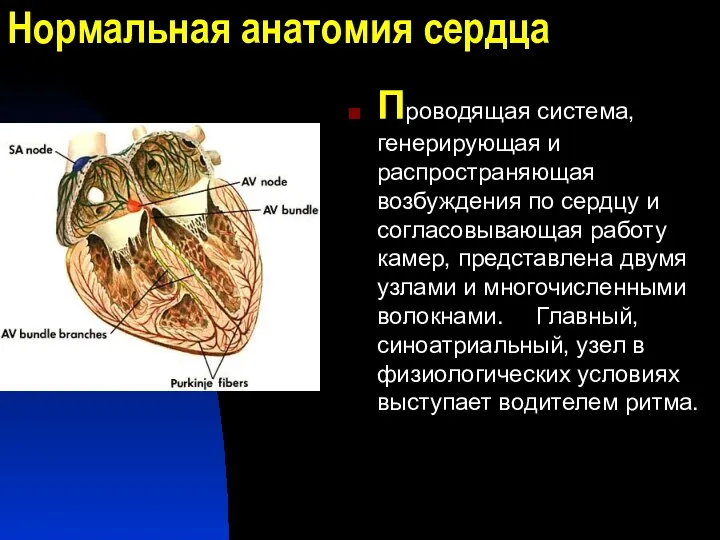 Нормальная анатомия сердца Проводящая система, генерирующая и распространяющая возбуждения по