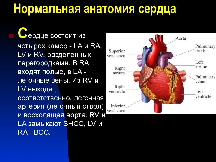 Нормальная анатомия сердца Сердце состоит из четырех камер - LA