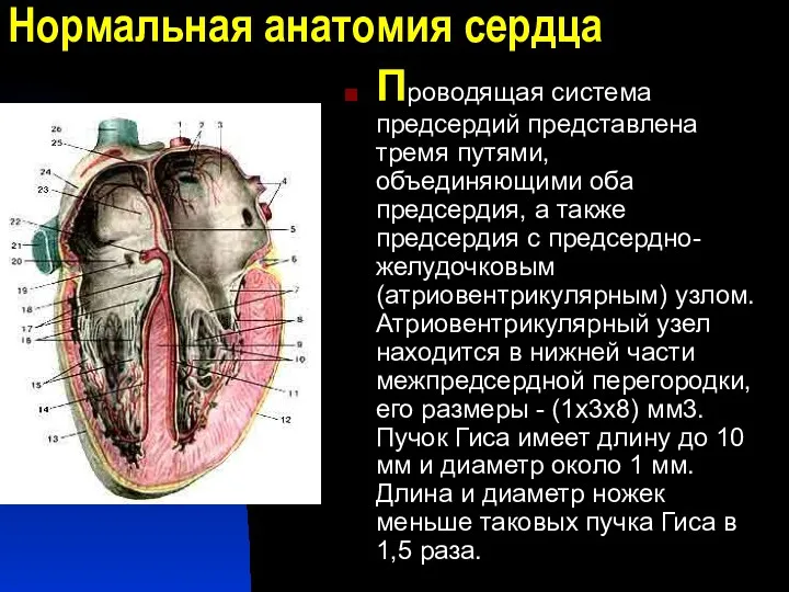 Нормальная анатомия сердца Проводящая система предсердий представлена тремя путями, объединяющими