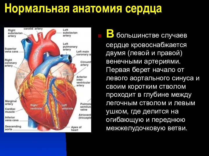 Нормальная анатомия сердца В большинстве случаев сердце кровоснабжается двумя (левой