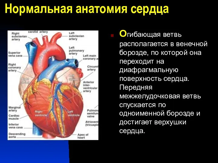 Нормальная анатомия сердца Огибающая ветвь располагается в венечной борозде, по