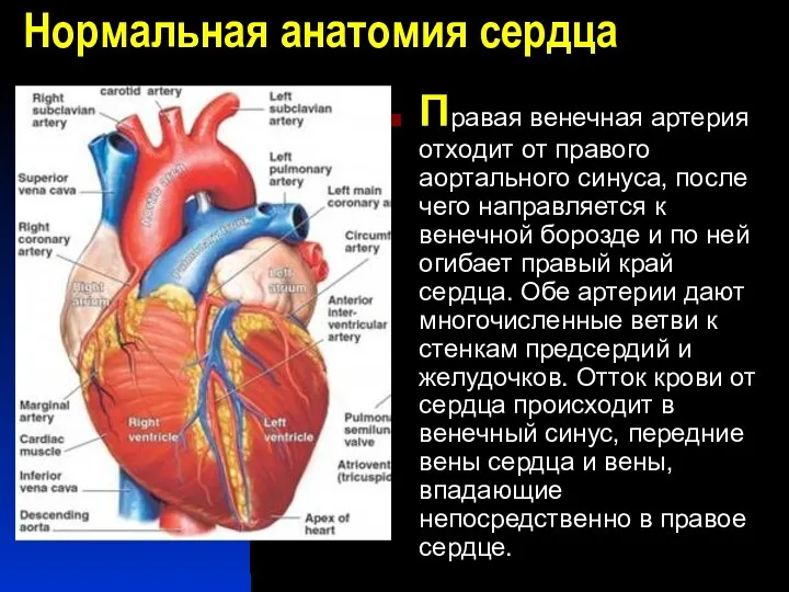 Нормальная анатомия сердца Правая венечная артерия отходит от правого аортального