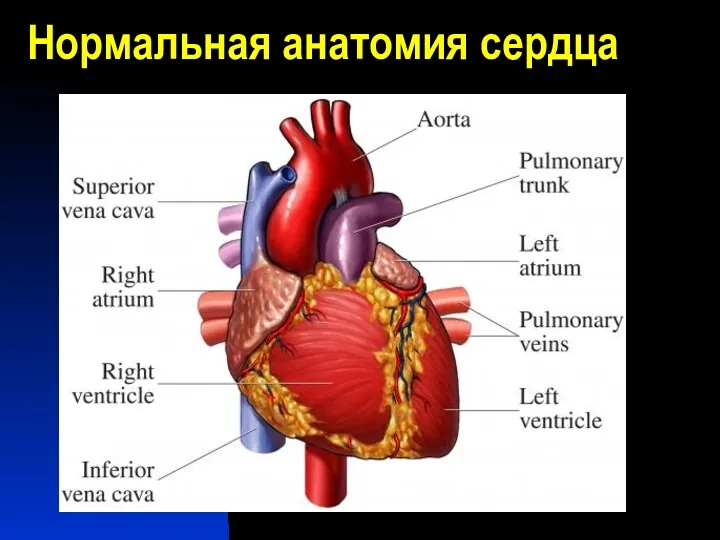 Нормальная анатомия сердца