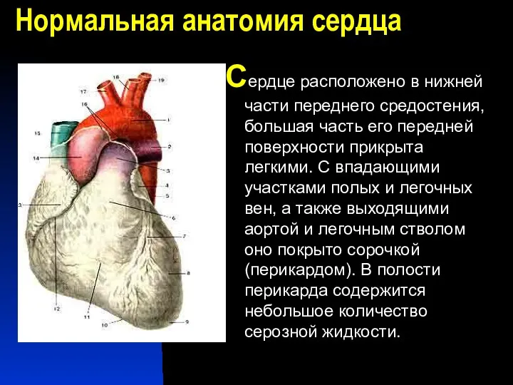 Нормальная анатомия сердца Сердце расположено в нижней части переднего средостения,