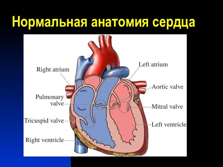 Нормальная анатомия сердца