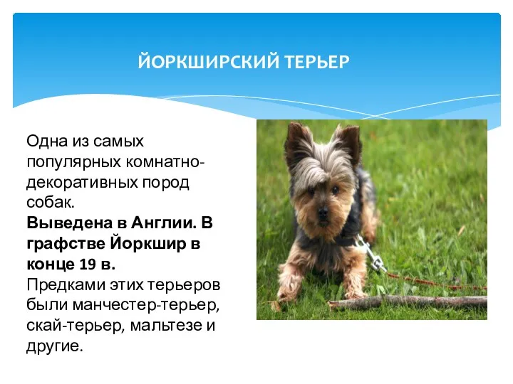 Одна из самых популярных комнатно-декоративных пород собак. Выведена в Англии.