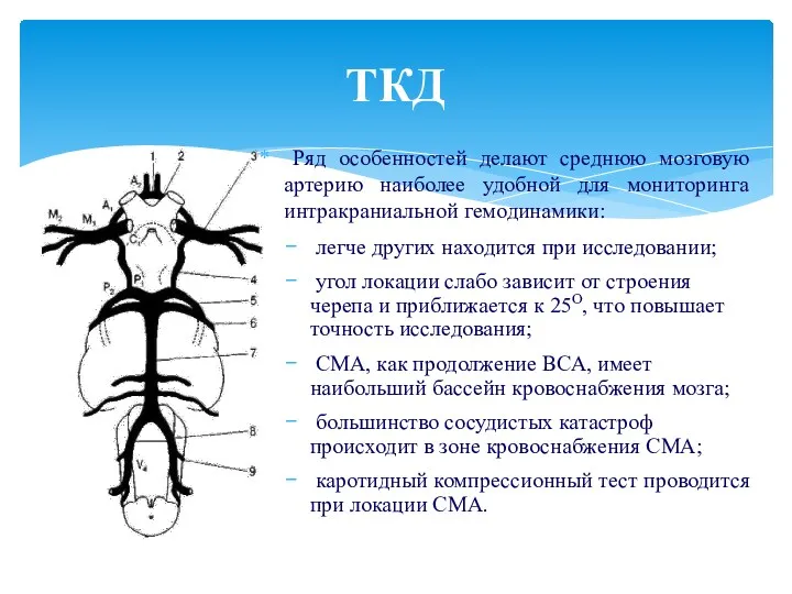 Ряд особенностей делают среднюю мозговую артерию наиболее удобной для мониторинга