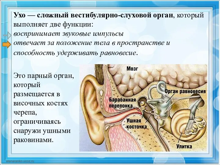 Ухо — сложный вестибулярно-слуховой орган, который выполняет две функции: воспринимает