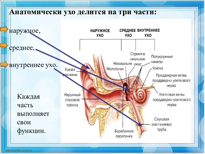 Анатомически ухо делится на три части: наружное, среднее, внутреннее ухо. Каждая часть выполняет свои функции.