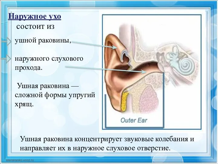 Наружное ухо состоит из ушной раковины, наружного слухового прохода. Ушная