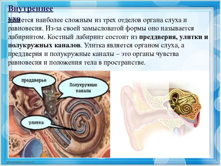 Внутреннее ухо является наиболее сложным из трех отделов органа слуха