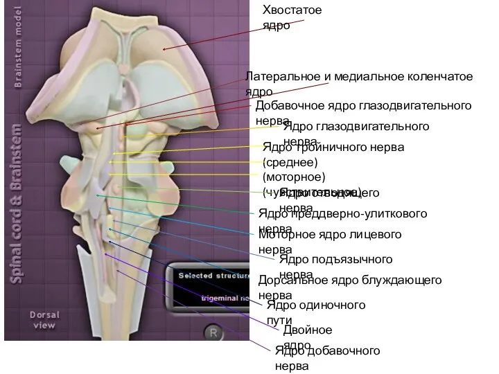 Хвостатое ядро Латеральное и медиальное коленчатое ядро Добавочное ядро глазодвигательного нерва Ядро глазодвигательного