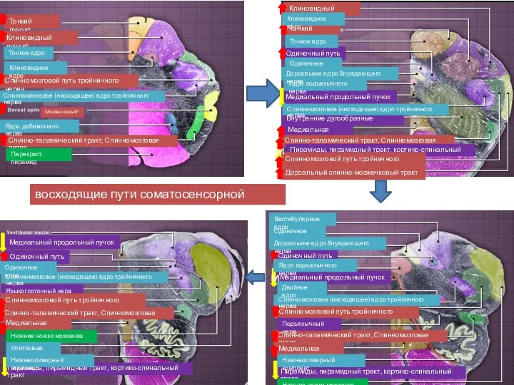 Тонкий пучок^ Клиновидный пучок^ Мозжечковый^ Спинномозговой путь тройничного нерва Тонкий