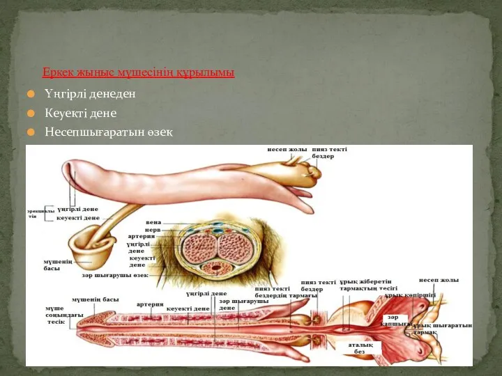 Үңгірлі денеден Кеуекті дене Несепшығаратын өзек Еркек жыныс мүшесінің құрылымы
