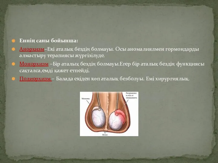 Еннің саны бойынша: Анорхизм–Екі аталық бездің болмауы. Осы аномалиялмен гормондарды