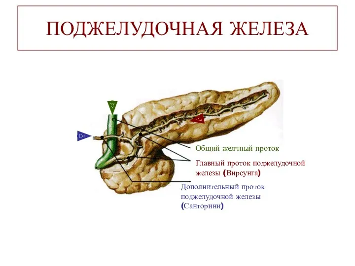 ПОДЖЕЛУДОЧНАЯ ЖЕЛЕЗА Общий желчный проток Главный проток поджелудочной железы (Вирсунга) Дополнительный проток поджелудочной железы (Санторини)