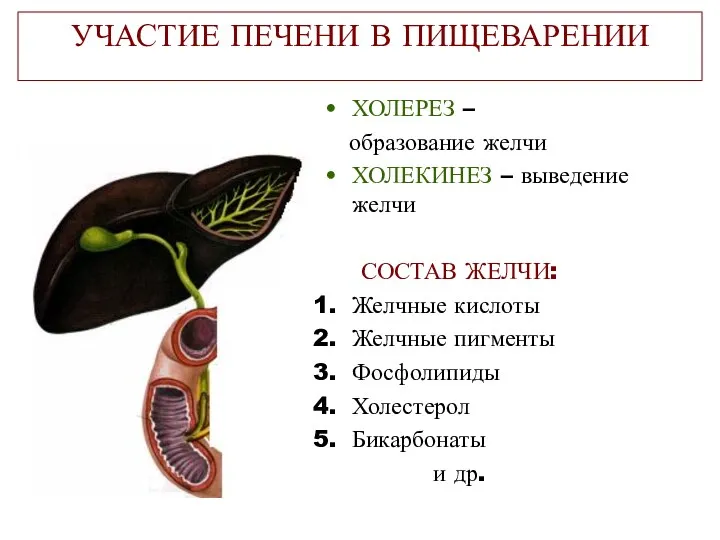 УЧАСТИЕ ПЕЧЕНИ В ПИЩЕВАРЕНИИ ХОЛЕРЕЗ – образование желчи ХОЛЕКИНЕЗ –