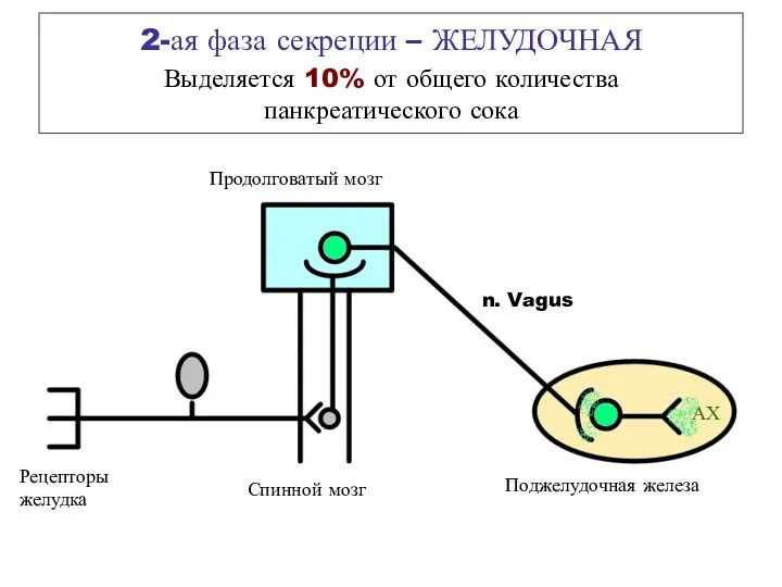 2-ая фаза секреции – ЖЕЛУДОЧНАЯ Выделяется 10% от общего количества