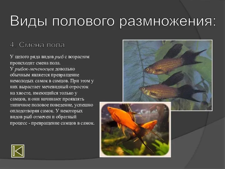 Виды полового размножения: 4. Смена пола У целого ряда видов рыб с возрастом