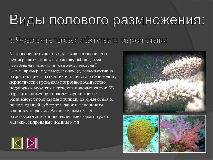 5. Чередование половых и бесполых типов размножения Виды полового размножения: У таких беспозвоночных,