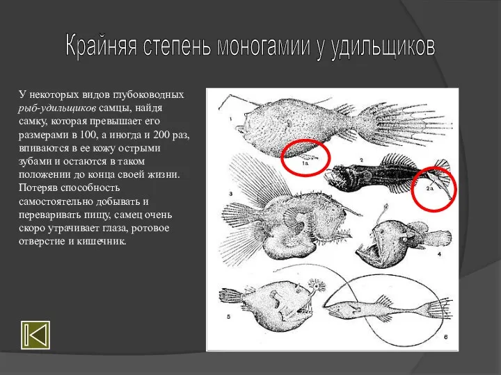 У некоторых видов глубоководных рыб-удильщиков самцы, найдя самку, которая превышает
