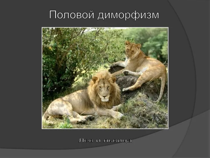Половой диморфизм Лев и львица