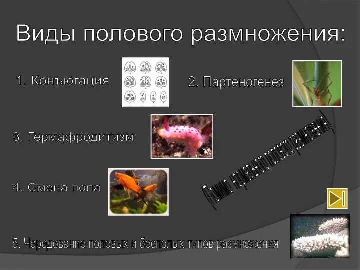 Виды полового размножения: 1. Конъюгация 2. Партеногенез 3. Гермафродитизм 4. Смена пола 5.