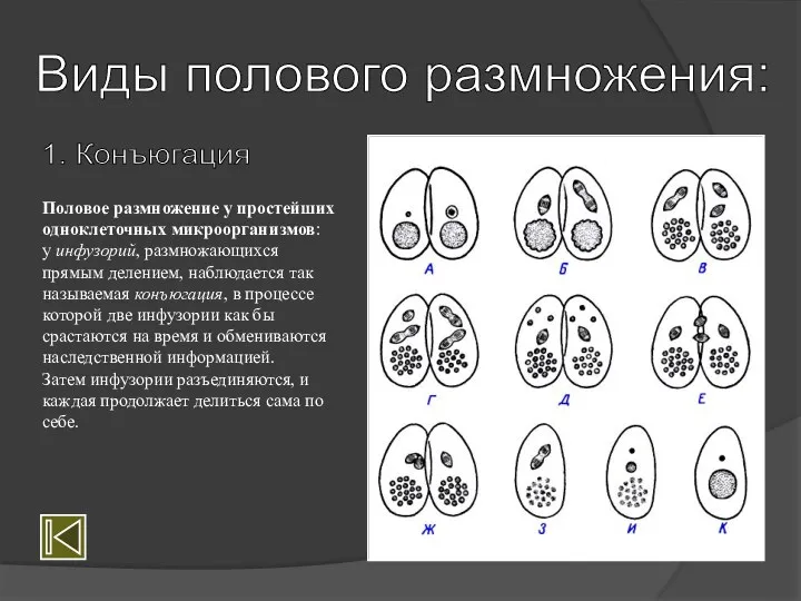 Виды полового размножения: 1. Конъюгация Половое размножение у простейших одноклеточных