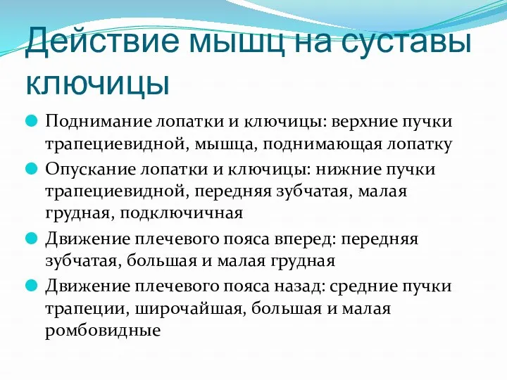 Действие мышц на суставы ключицы Поднимание лопатки и ключицы: верхние