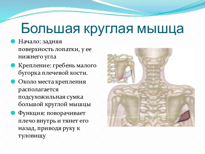 Большая круглая мышца Начало: задняя поверхность лопатки, у ее нижнего