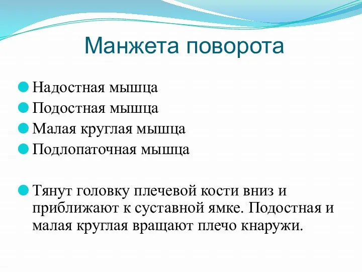 Манжета поворота Надостная мышца Подостная мышца Малая круглая мышца Подлопаточная