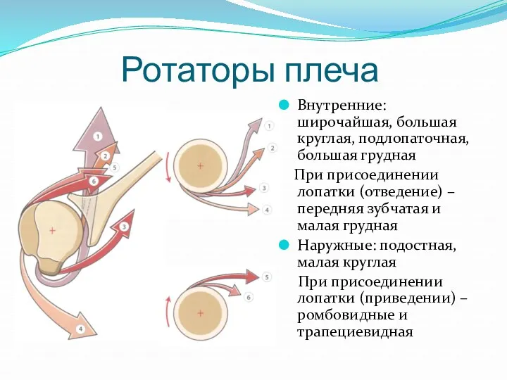 Ротаторы плеча Внутренние: широчайшая, большая круглая, подлопаточная, большая грудная При