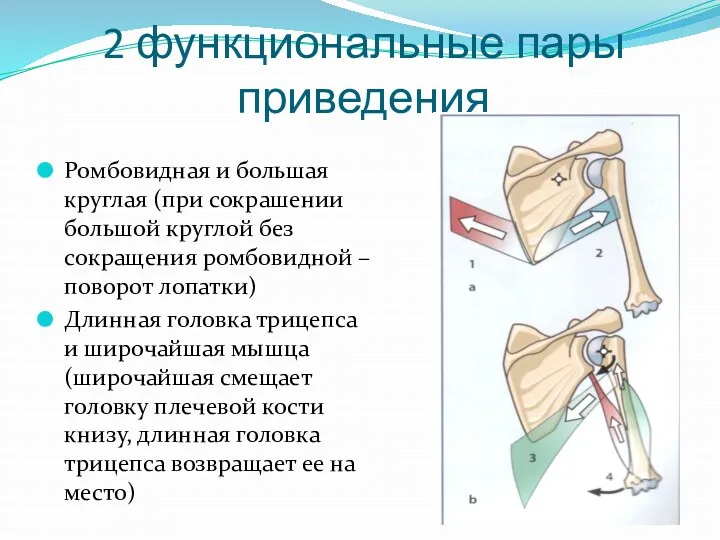 2 функциональные пары приведения Ромбовидная и большая круглая (при сокрашении