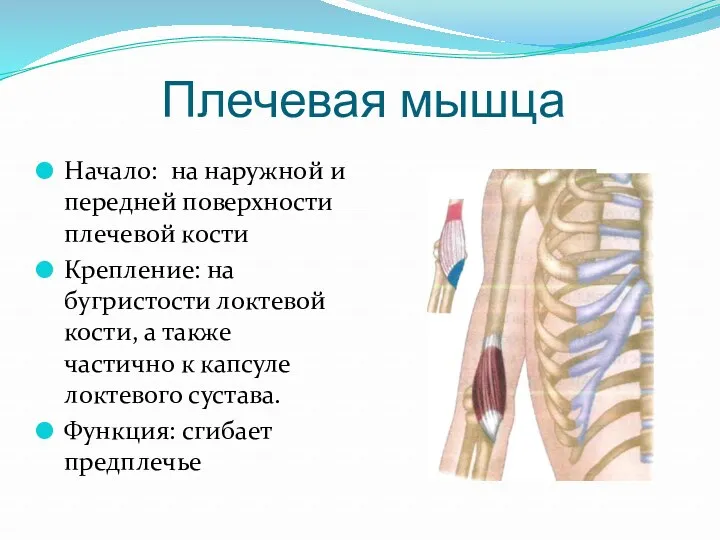 Плечевая мышца Начало: на наружной и передней поверхности плечевой кости